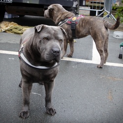 Brighouse 1940s Weekend