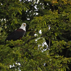 National Birds of Prey Centre