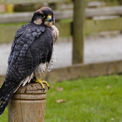 National Centre for Birds of Prey