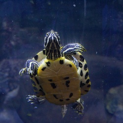 Askham Bryan Wildlife Park